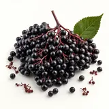 Elderberry, raw