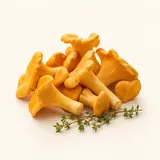 Chanterelle, raw