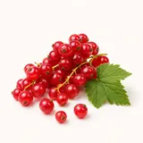Currant, red, raw