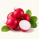 Radish, red, raw