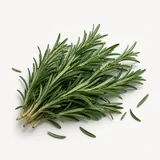 Rosemary, fresh